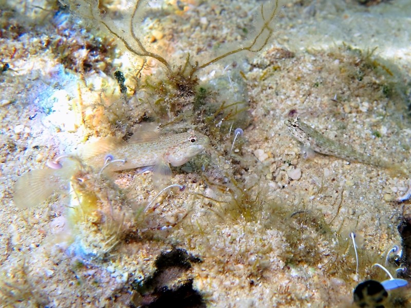 Gobius incognitus (M. Kovacic and R. anda, 2016) vs. Gobius bucchichi (Steindachner,1870)